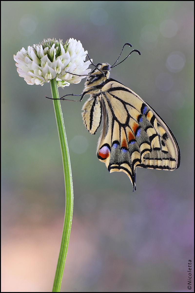 Machaon at dawn