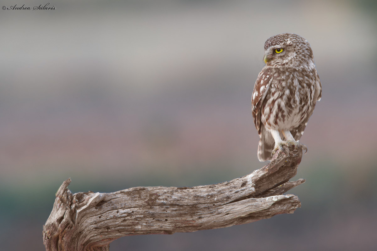 Civetta (Athene Noctua)