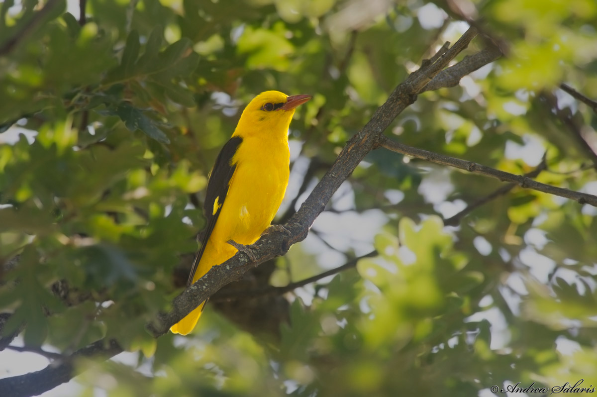 Rigogolo (Oriolus Oriolus)