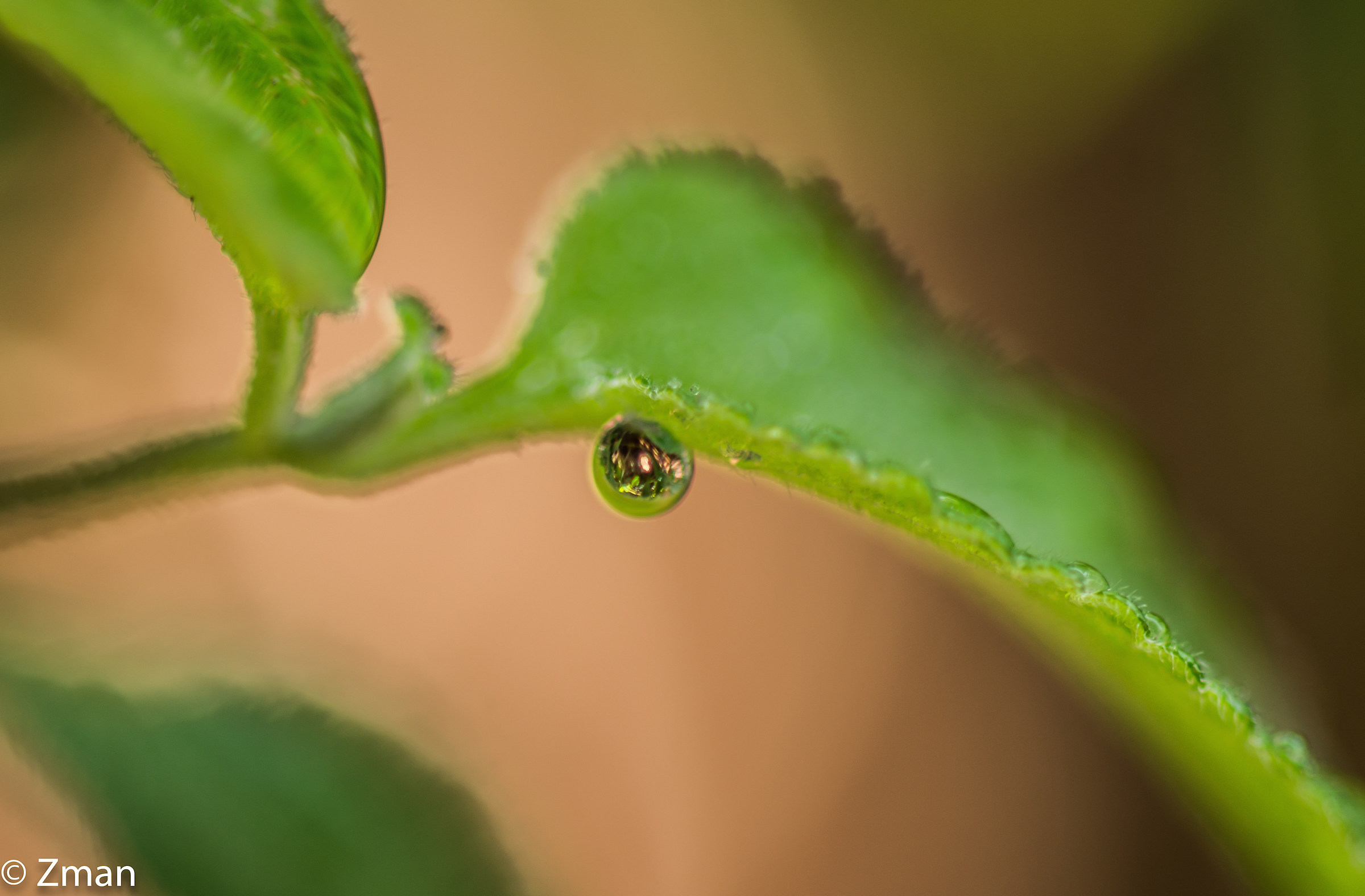 Droplet of Water