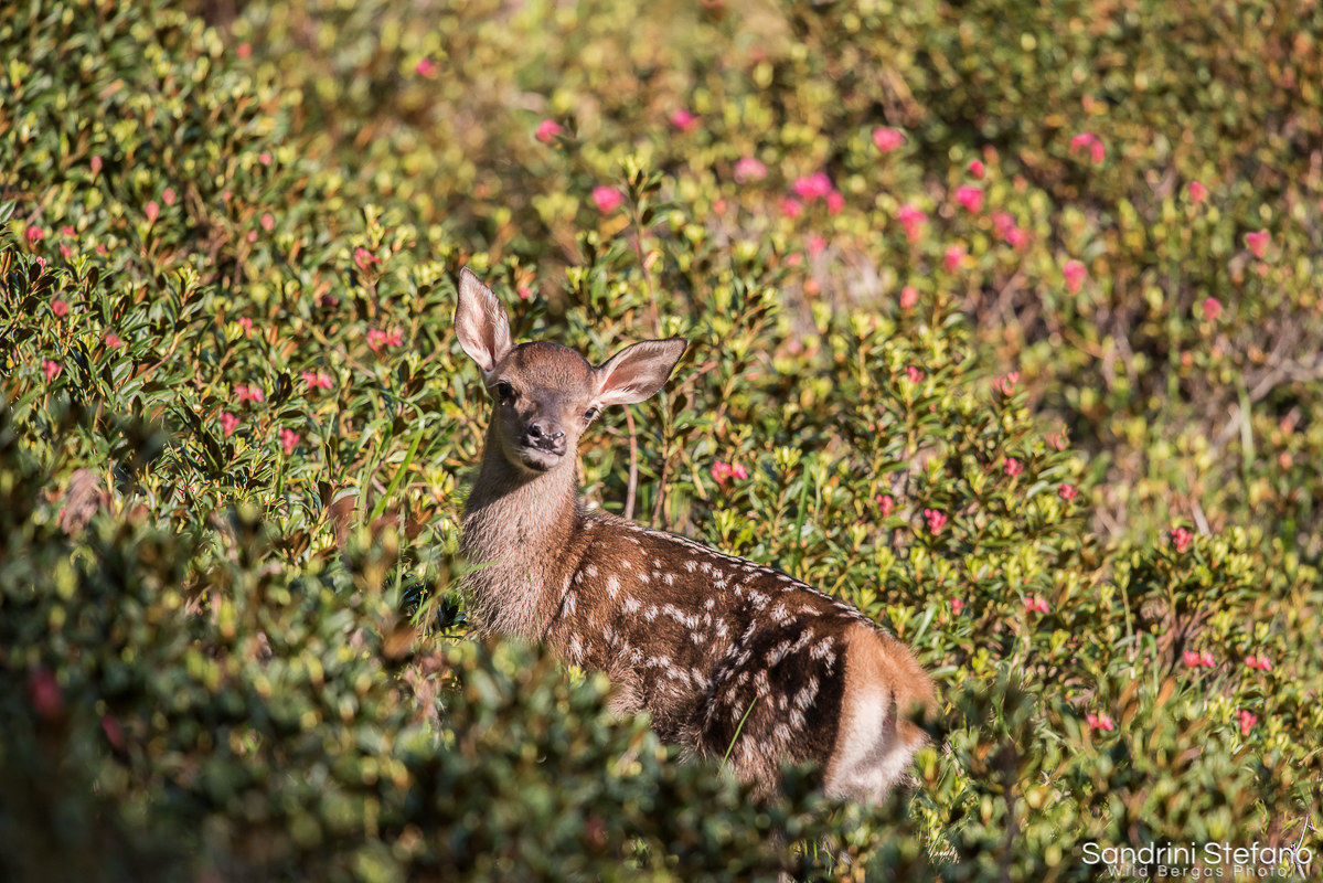 Fawn nestled in flowering rhododendron