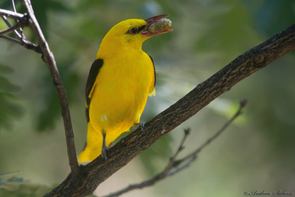 Rigogolo (Oriolus Oriolus)