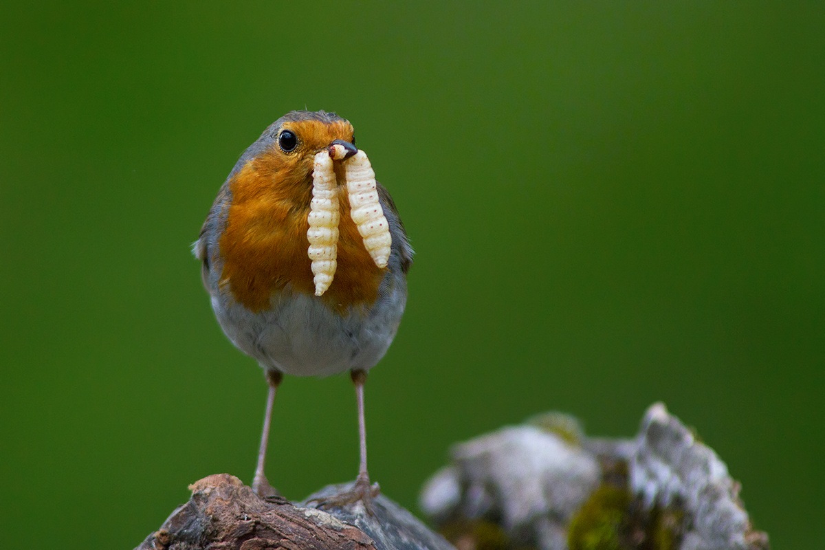 Mr rosso... con i baffi