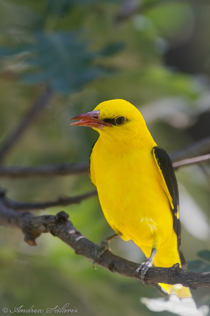 Rigogolo (Oriolus Oriolus)