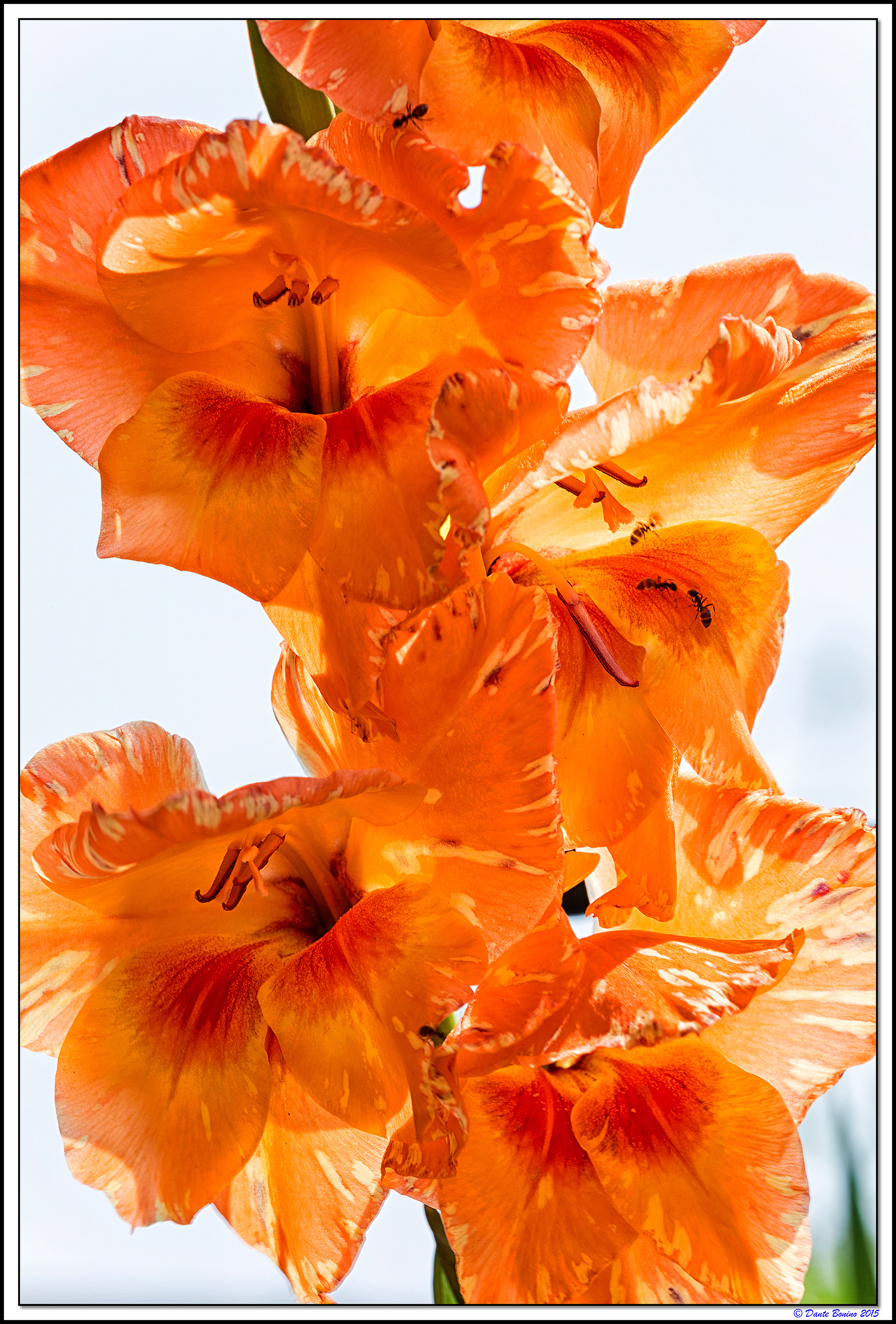 Gladioli