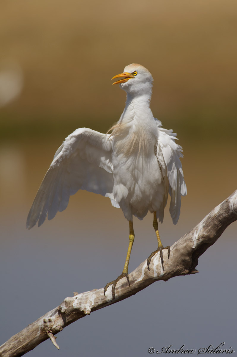 Airone Guardabuoi (Bubulcus Ibis)