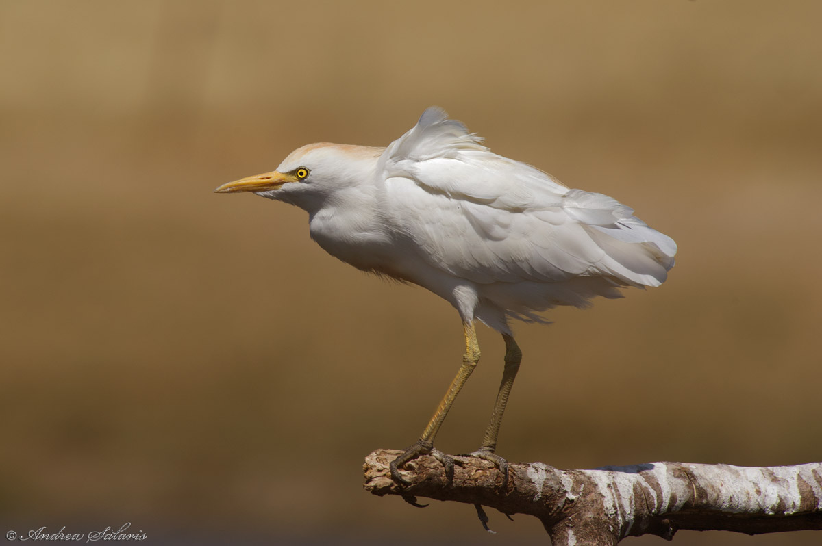 Airone Guardabuoi (Bubulcus Ibis)