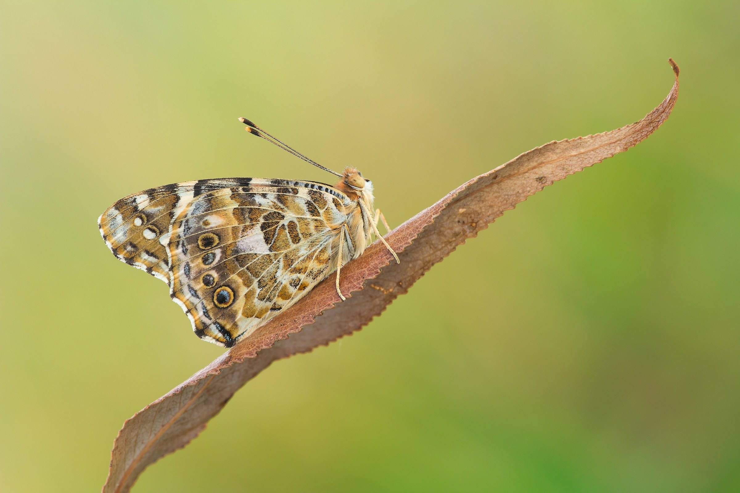 Vanessa cardui