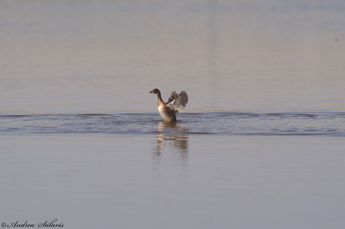 Tuffetto (Tachybaptus Ruficollis)