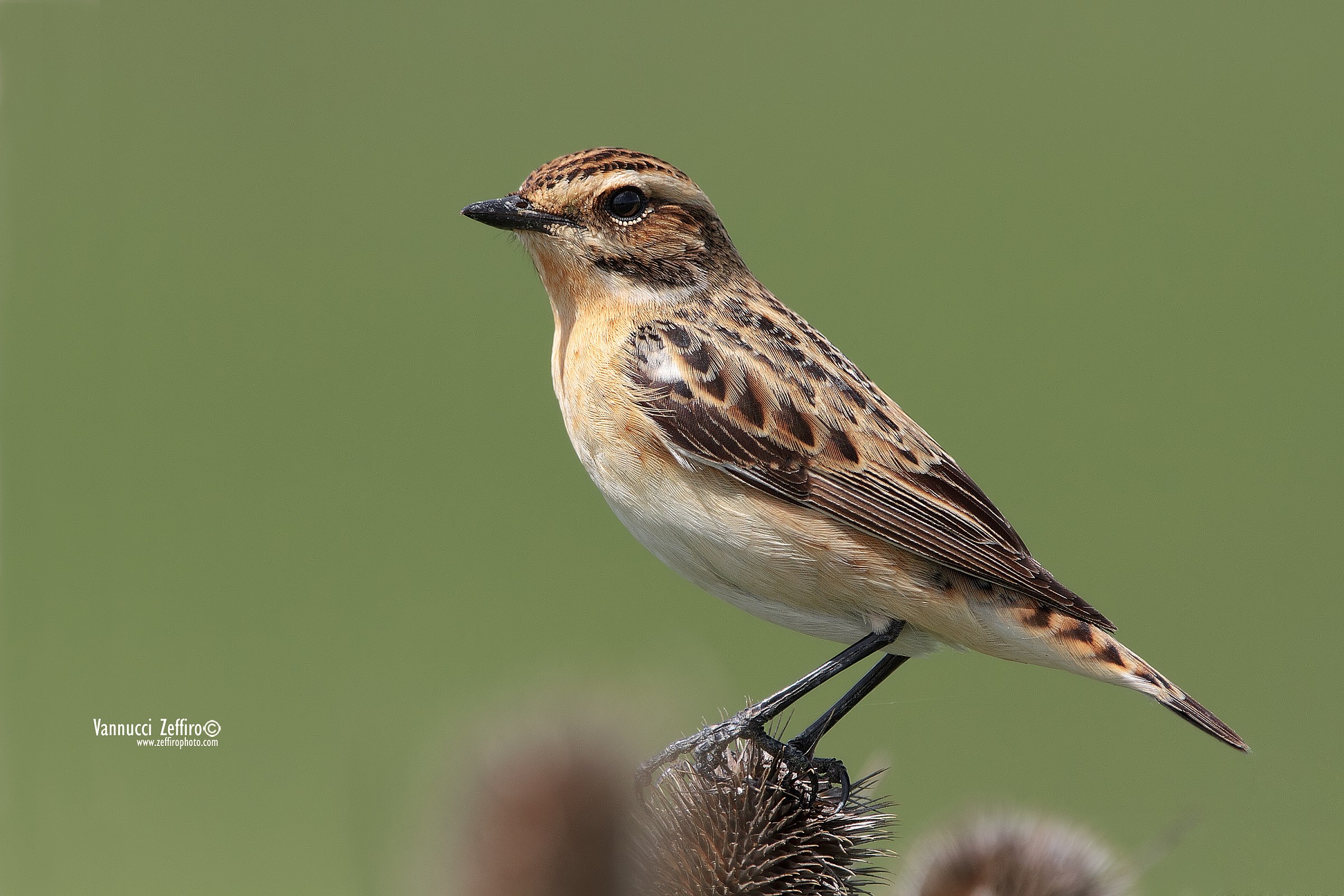 Whinchat