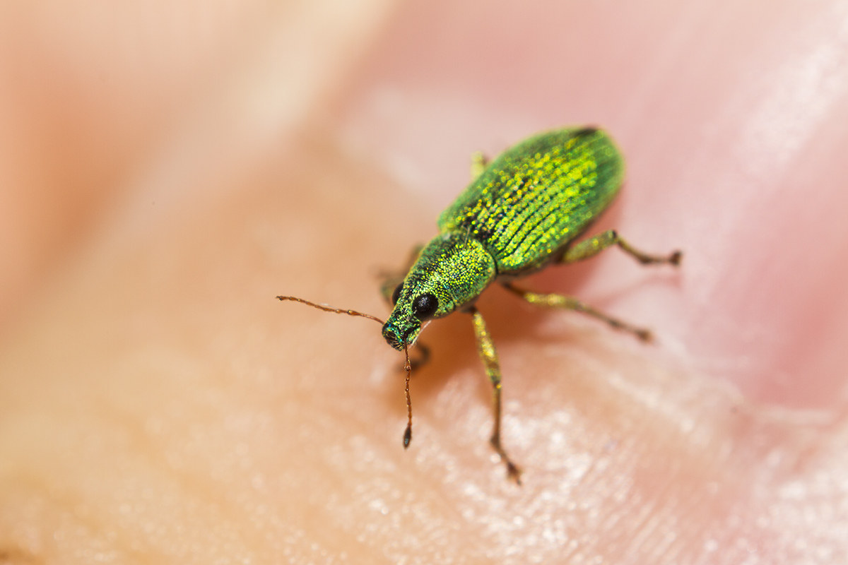 Coleoptera Curculionidae on the finger ...