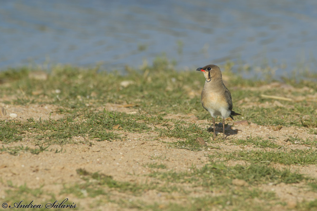Pernice Di Mare (Glareola Pratincola)