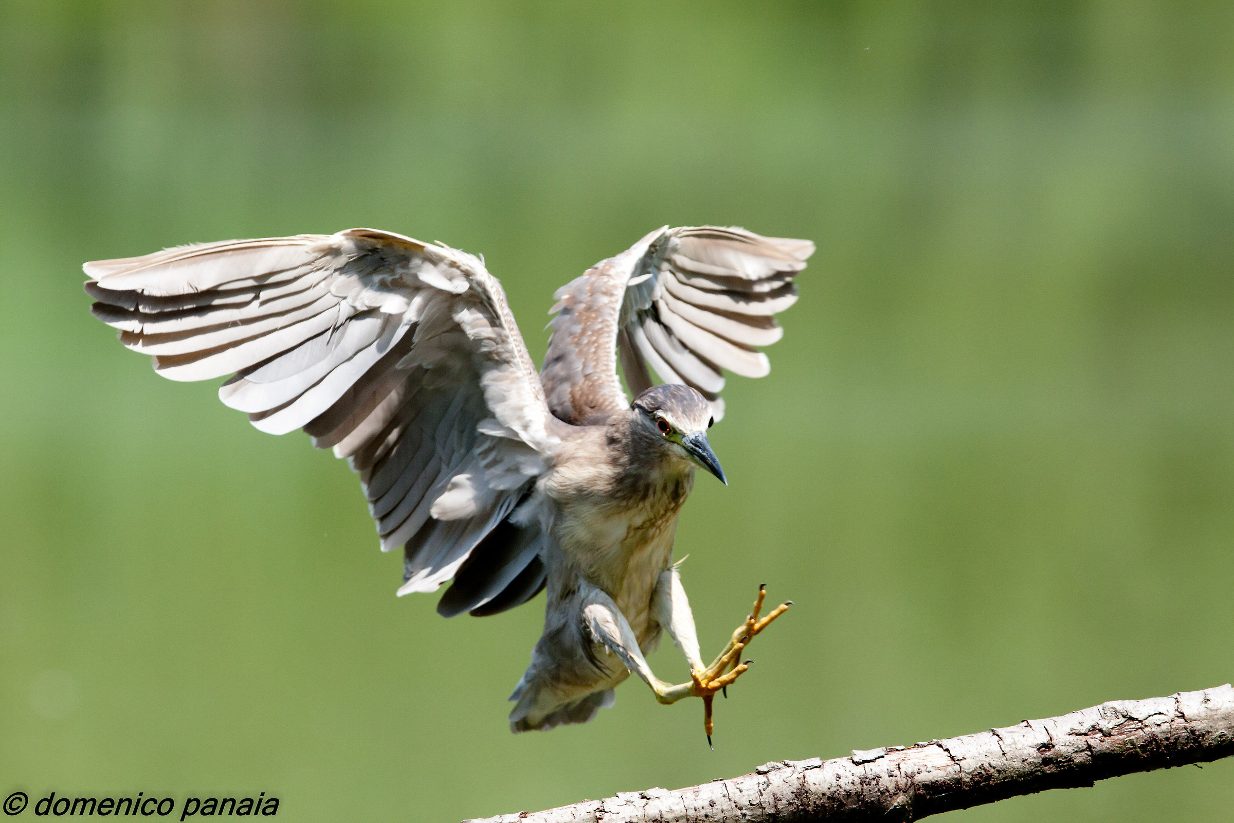 l'atterraggio della nitticora