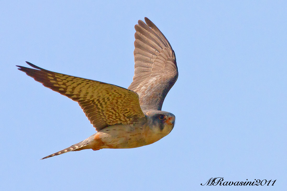 Falco cuculo, maschio prima estate