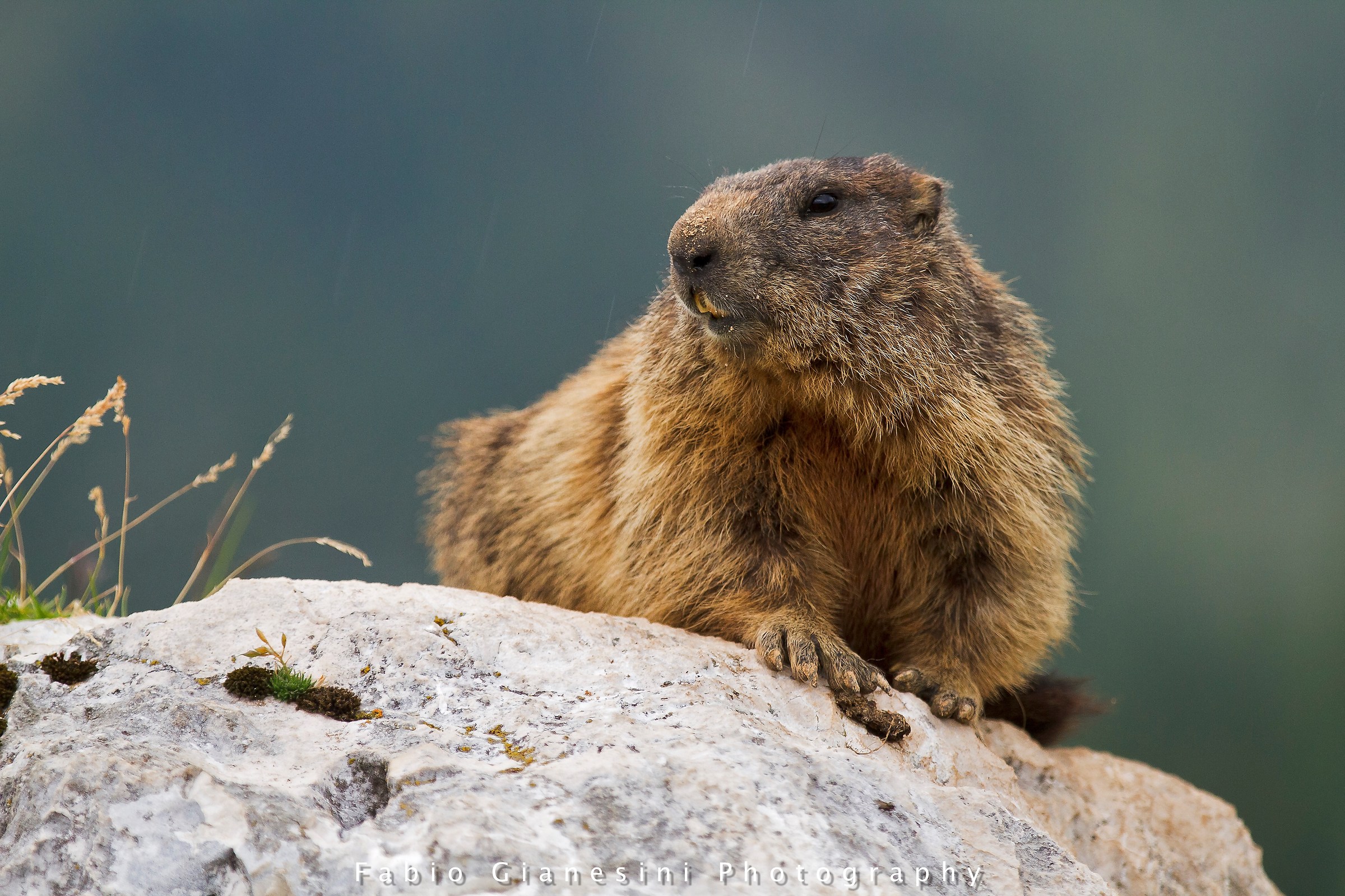 Marmotta sotto la pioggia