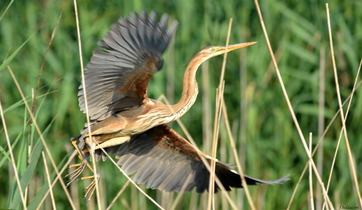 the purple heron