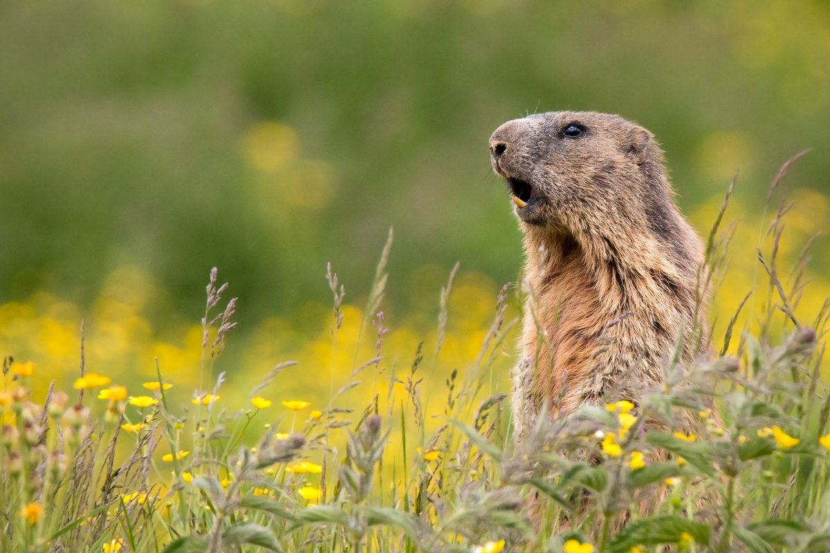 Marmot on alert