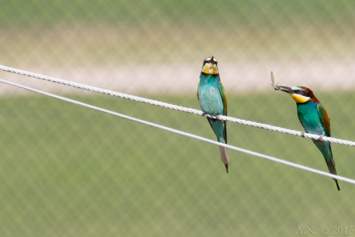 My first bee-eaters