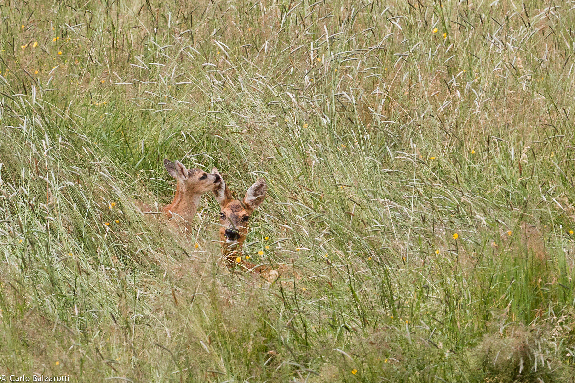 a kiss to his mother