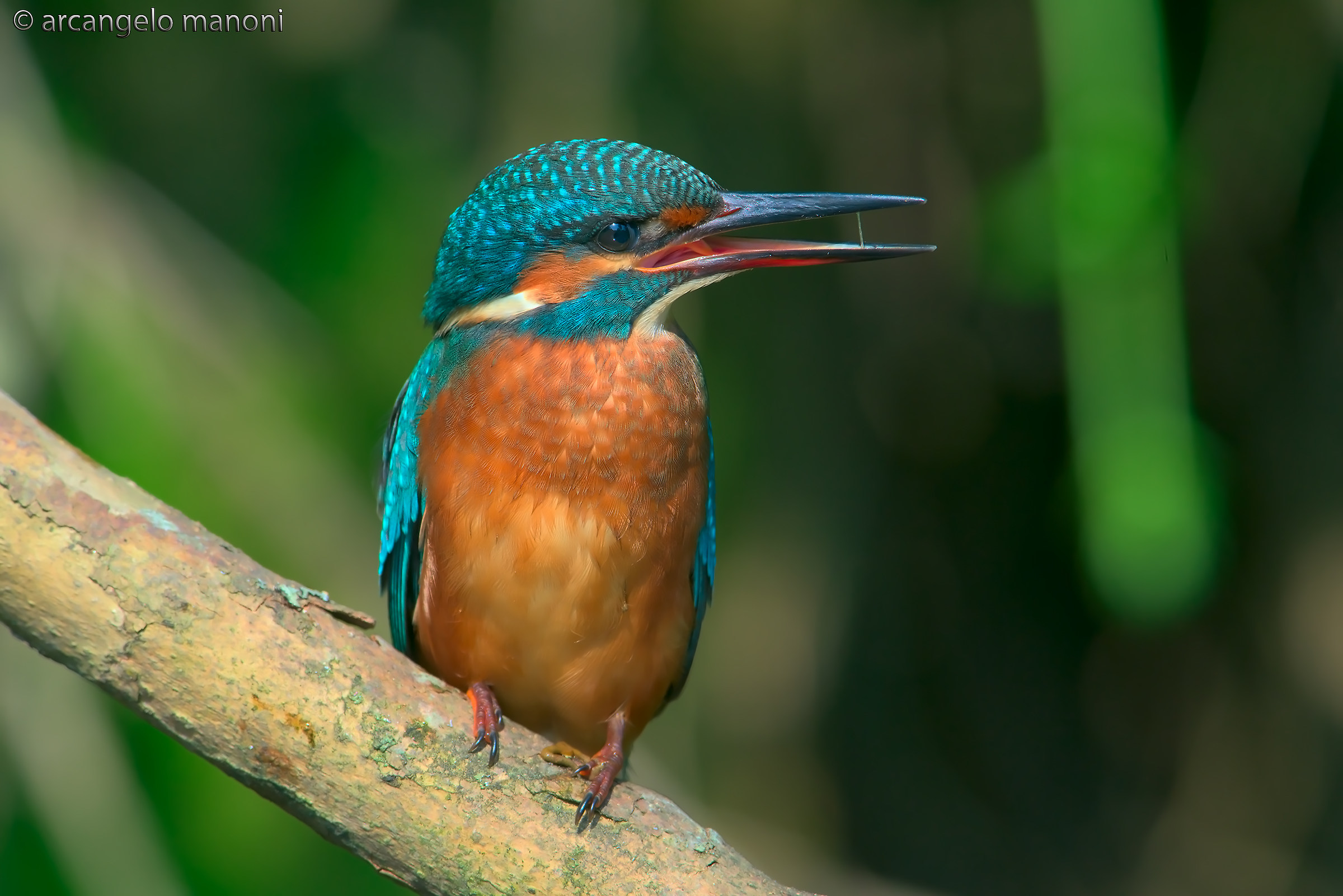 Il sorriso del martino