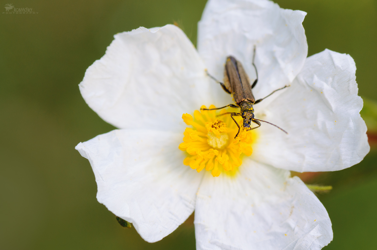 Oedemera nobilis su Cistus salvifolius