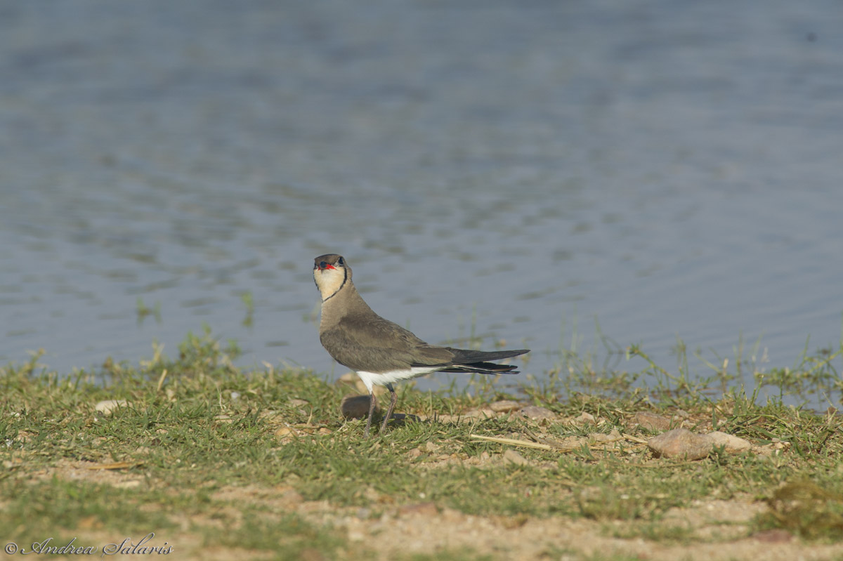 Pernice Di Mare (Glareola Pratincola)
