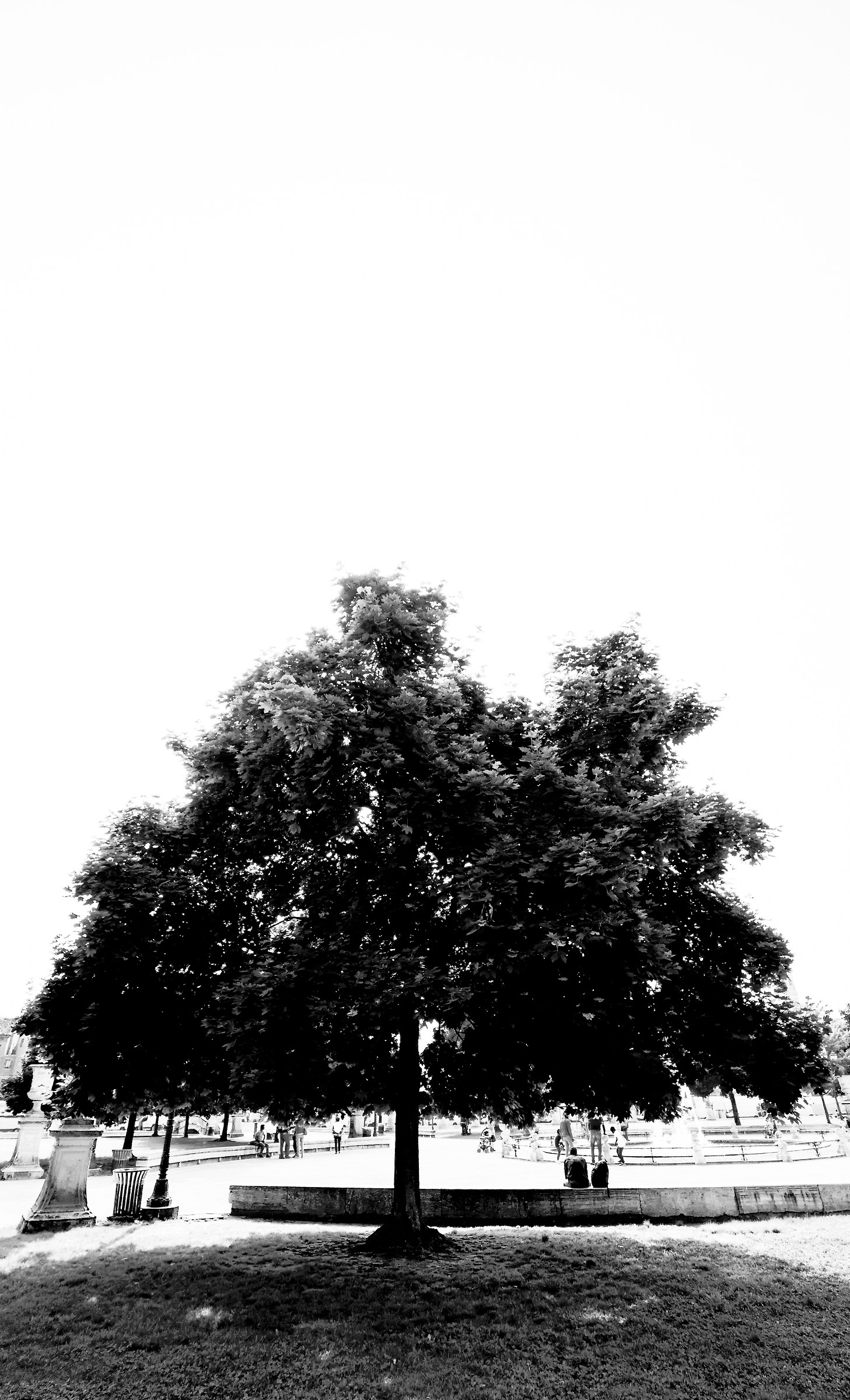 Albero:l'esplosione lentissima di un seme(B. Munari)