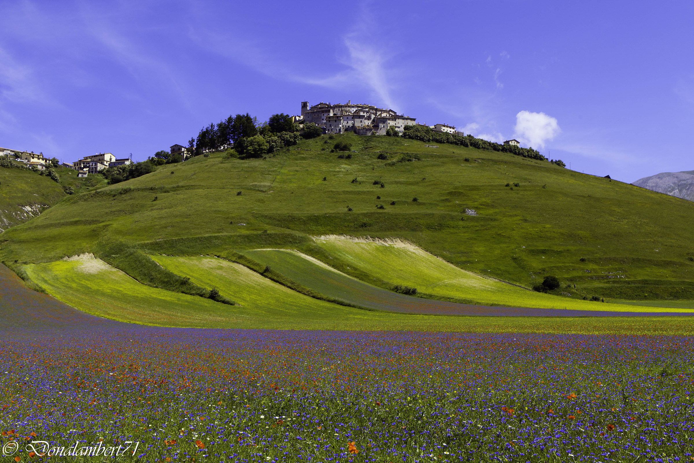 Castelluccio, flowering 2015