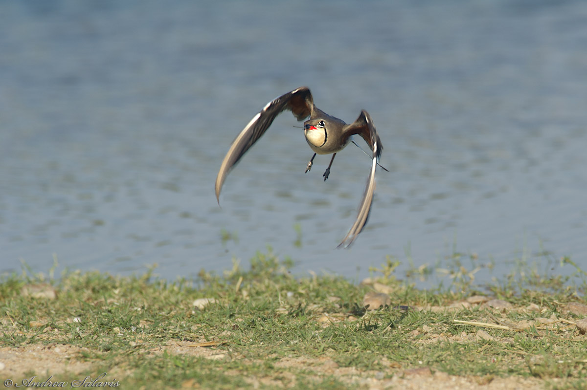 Pernice Di Mare (Glareola Pratincola)
