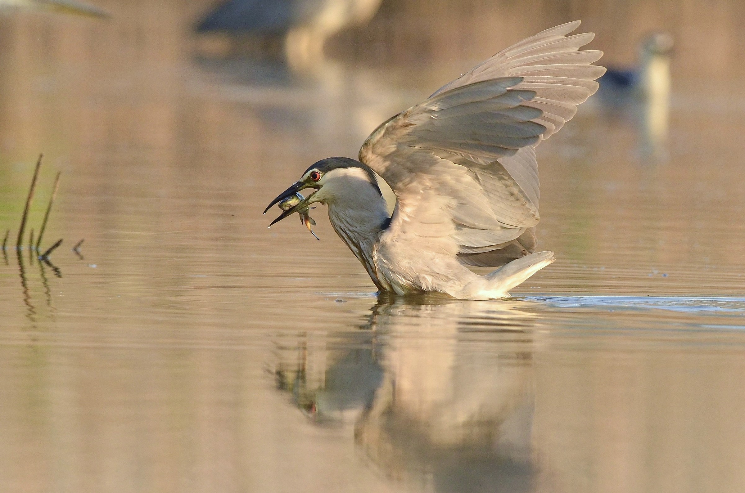 La nitticora e il pesce gatto