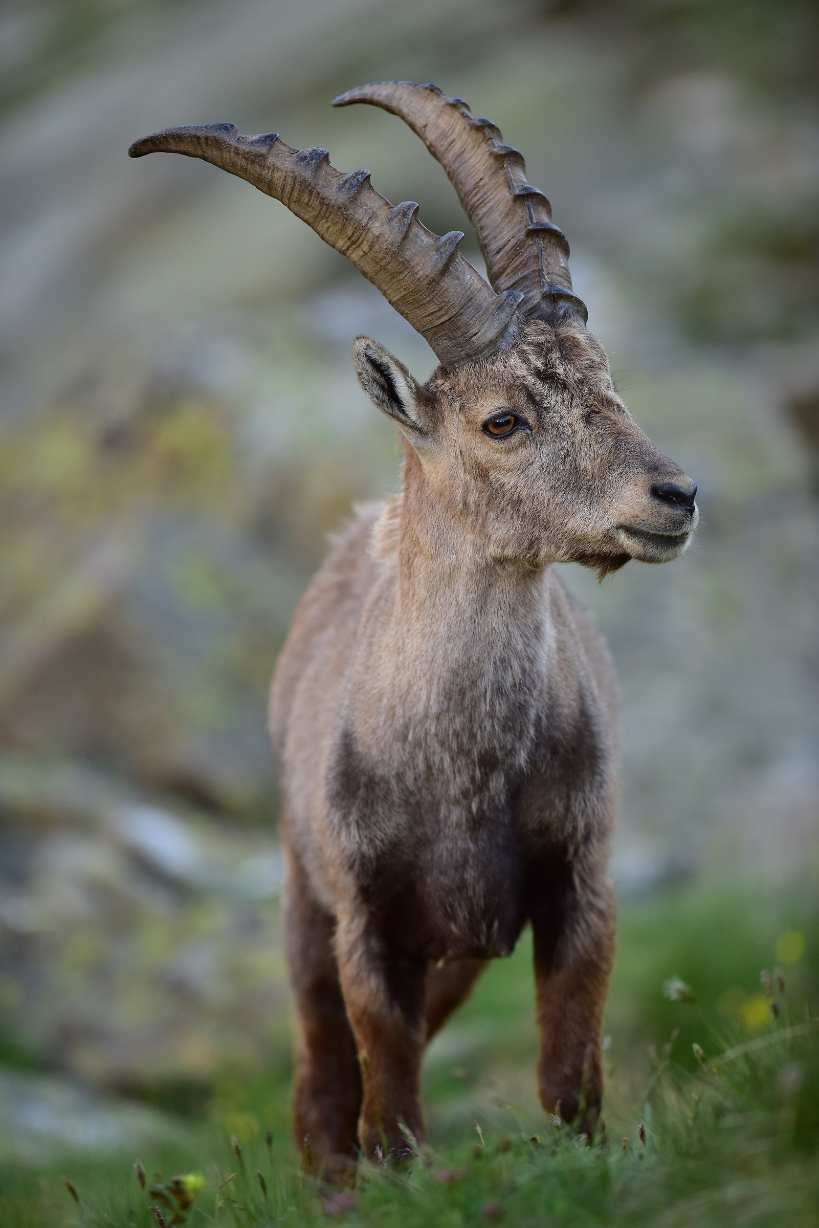 In posa come un modello