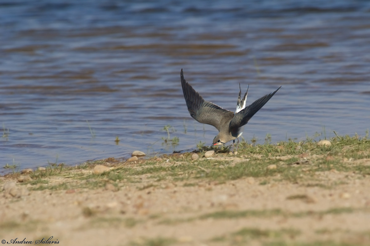 Pernice Di Mare (Glareola Pratincola)