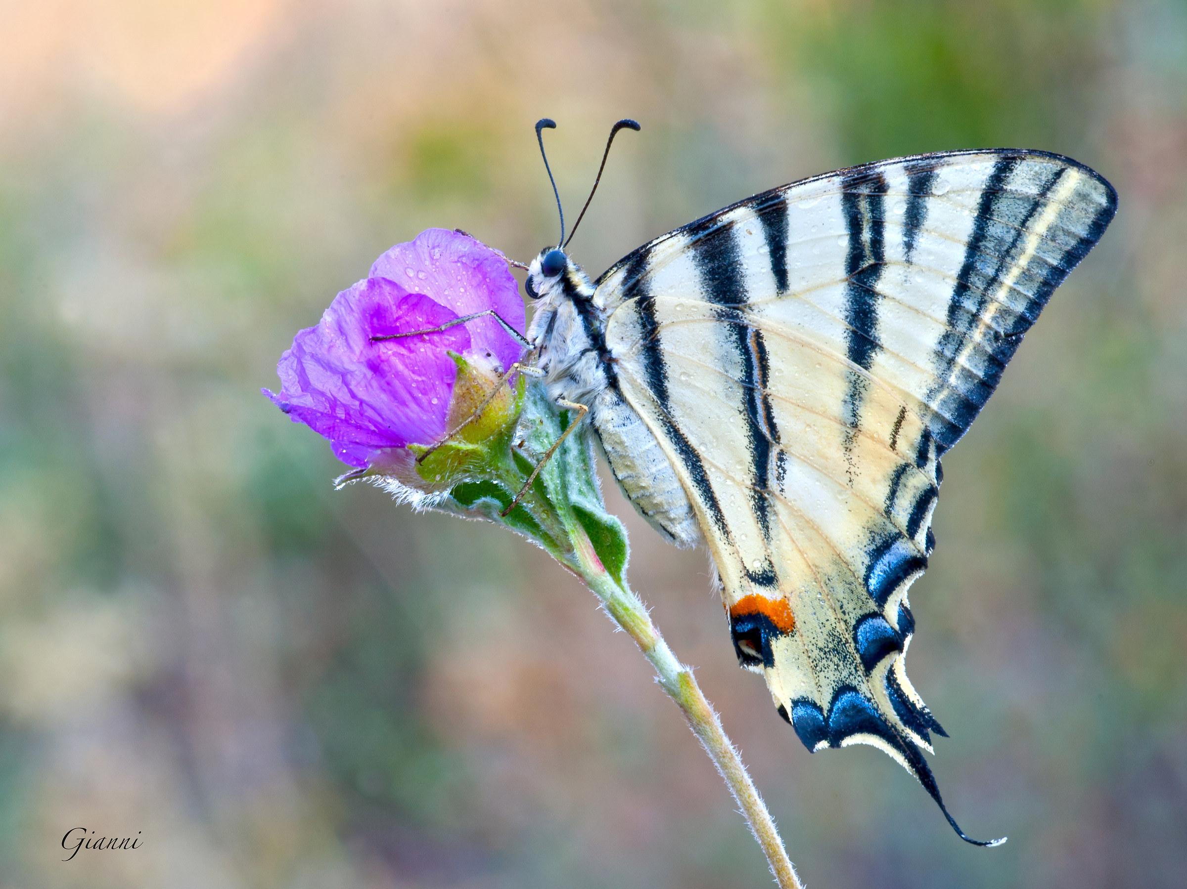 Podalirius on Cistus