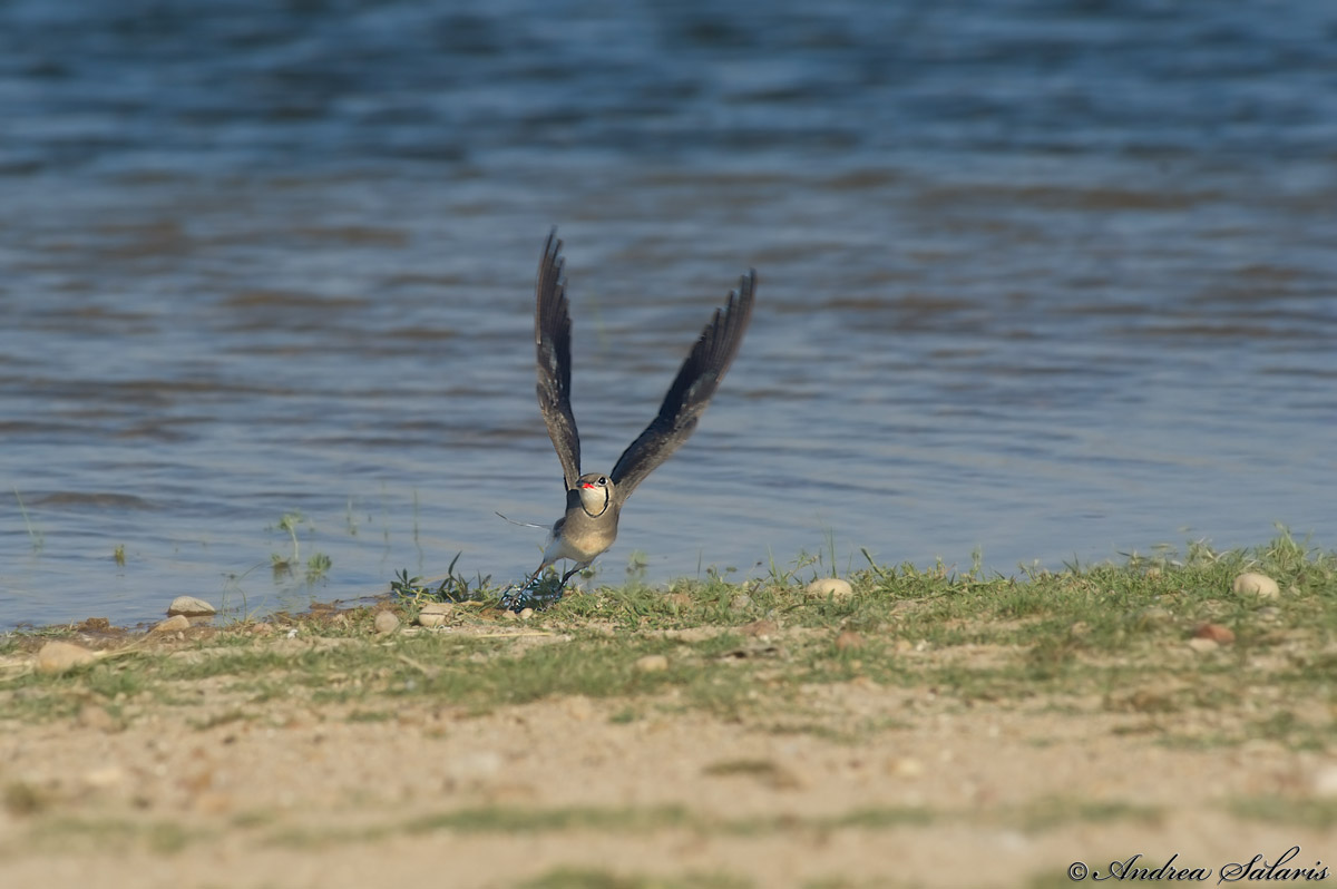 Pernice Di Mare (Glareola Pratincola)