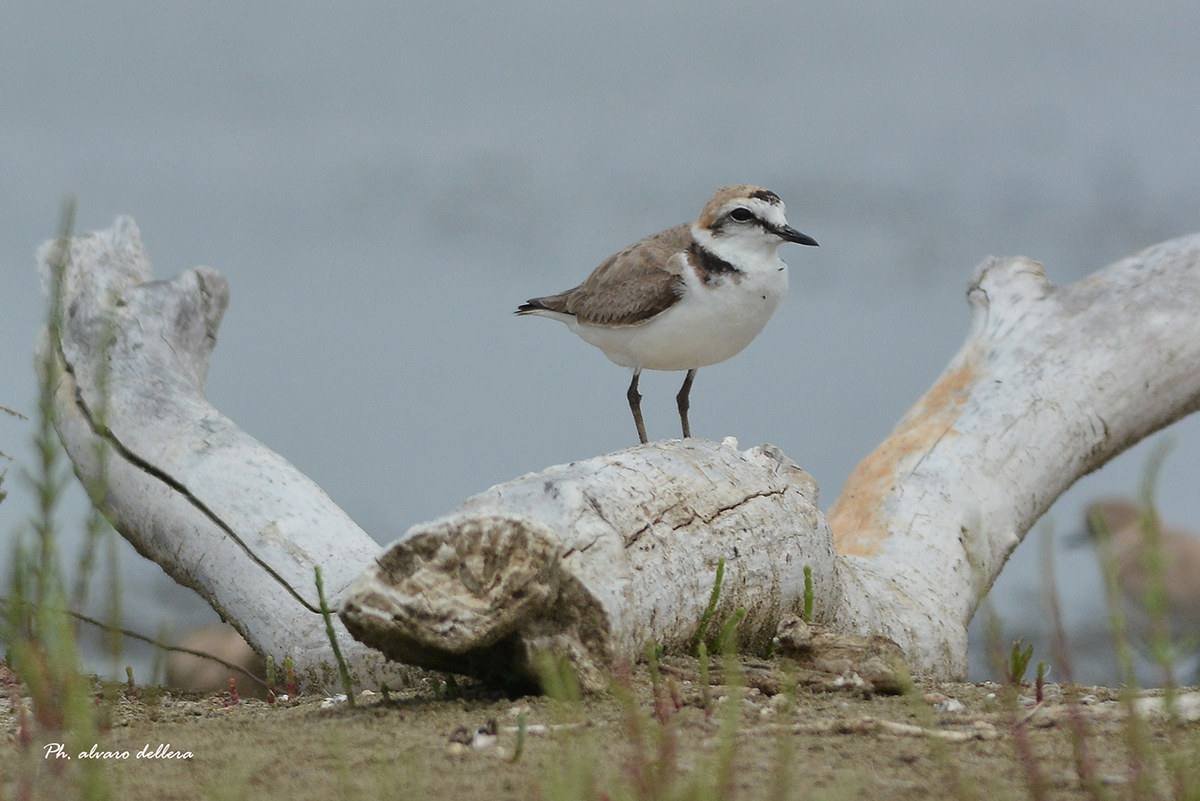 fratino nella foresta pietrificata di foce ombrone
