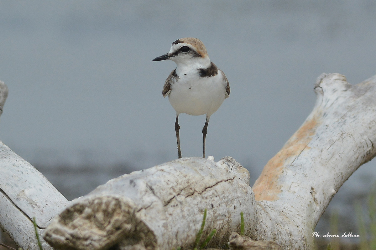 fratino in piena luce a  foce ombrone