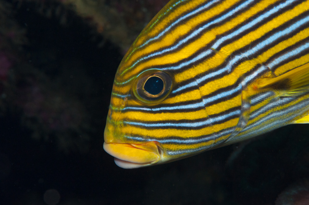 plectorhincus polytaenia