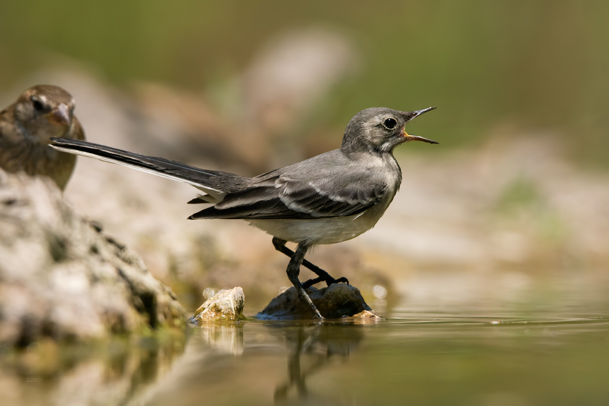 Giovane Ballerina bianca