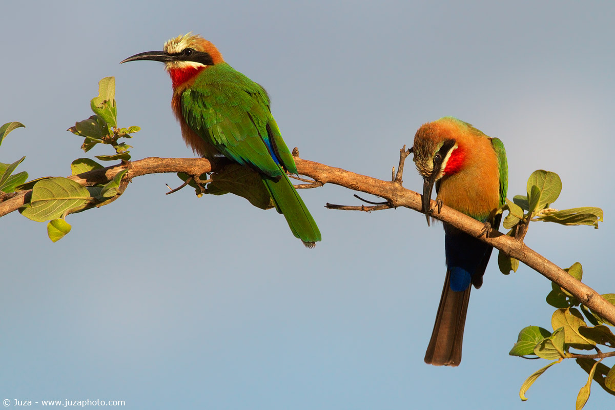 Merops bullockoides (Gruccione Frontebianca), 015047