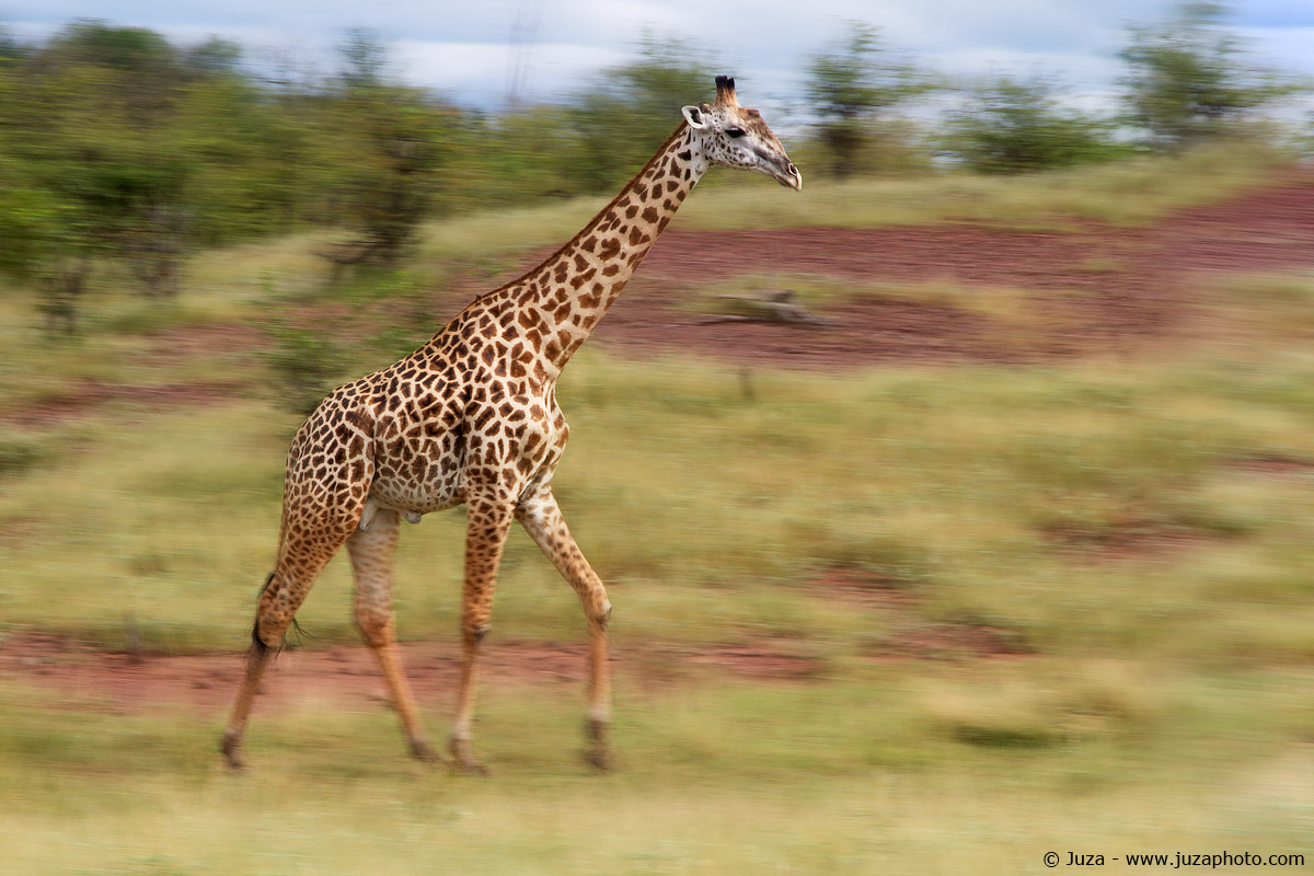 Giraffa camelopardalis (giraffe), 015027