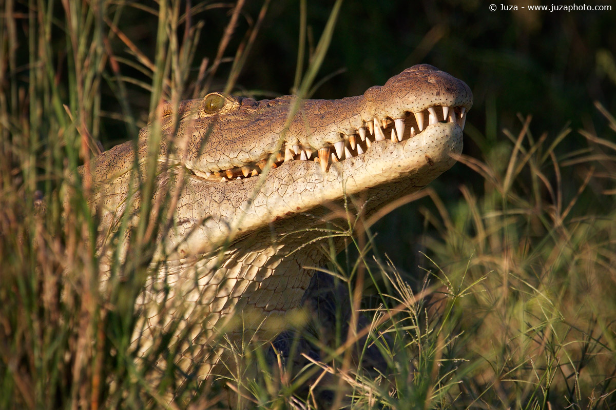 Crocodylus niloticus (Coccodrillo), 015411