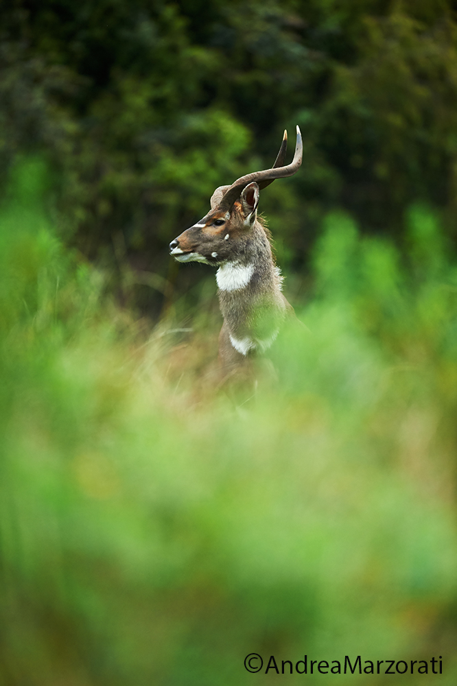 Mountain Nyala