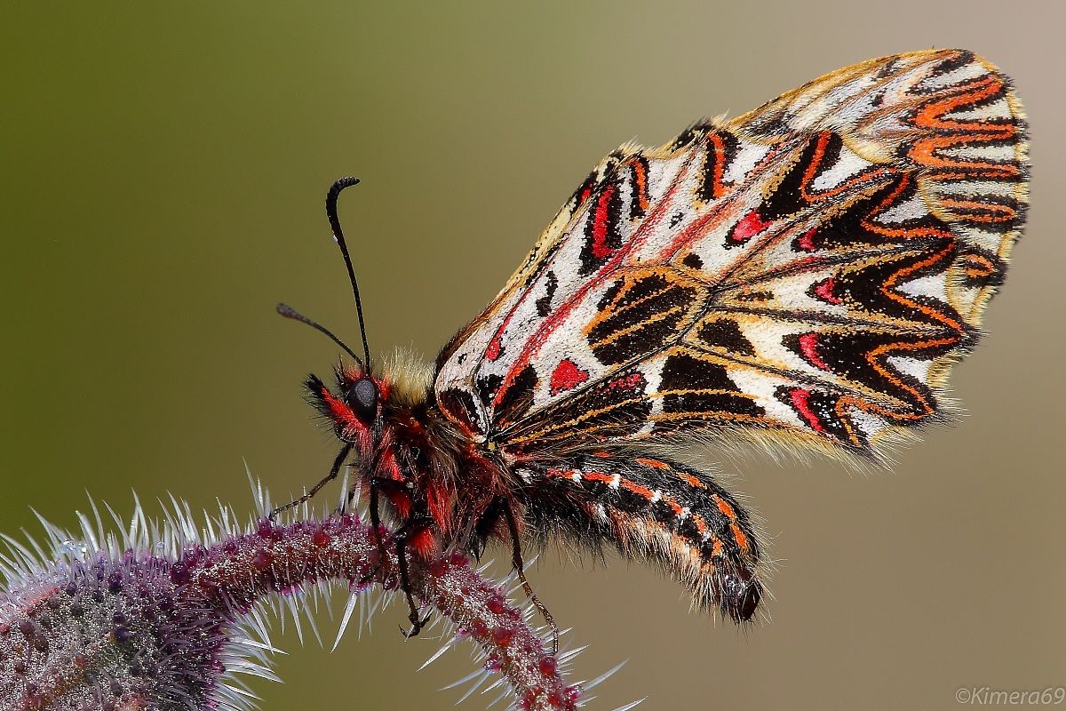 Zerinthia cassandra - male -