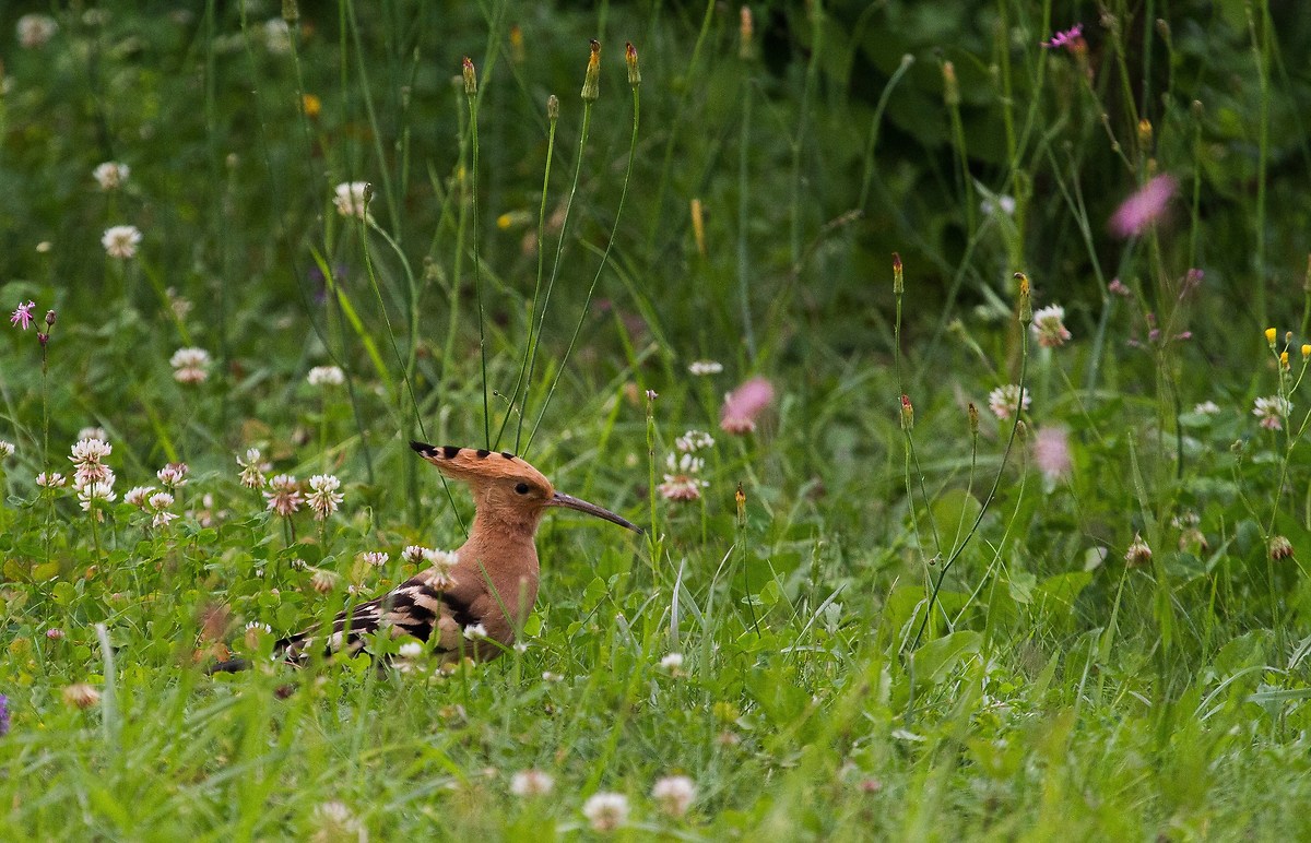 Hoopoe in the garden