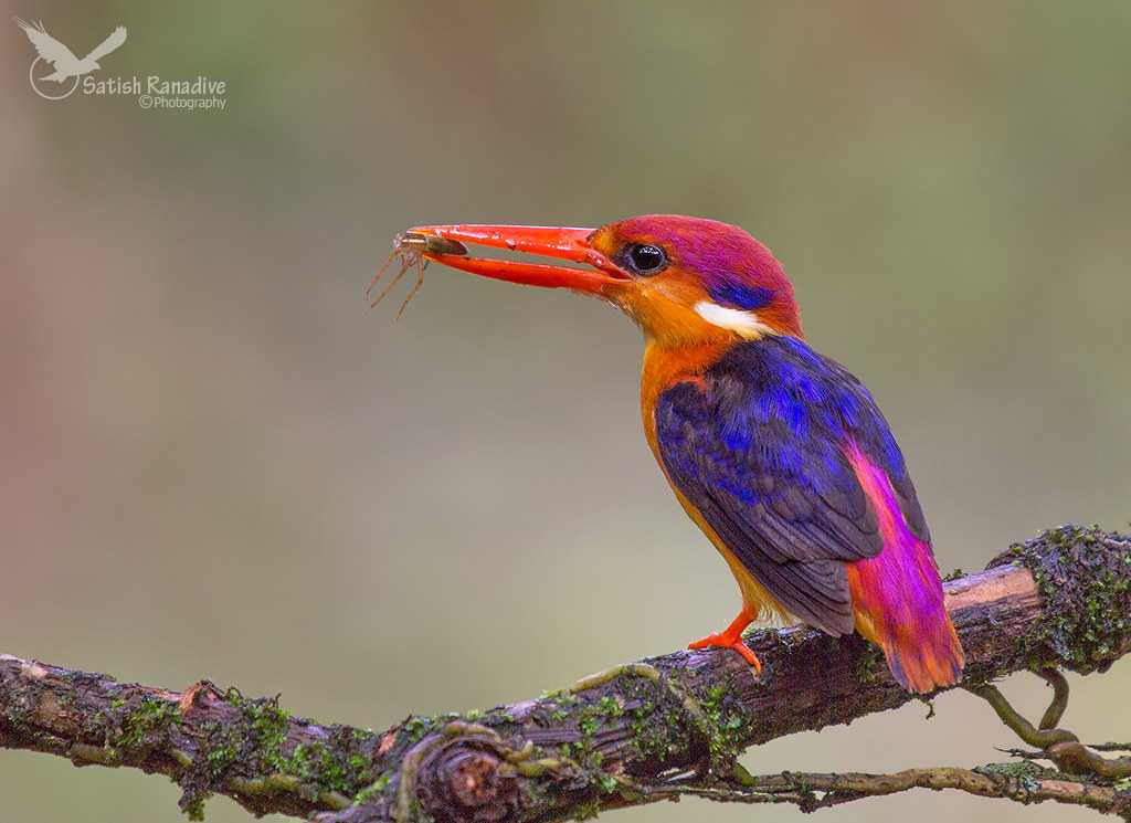 Oriental Dwarf Kingfisher.