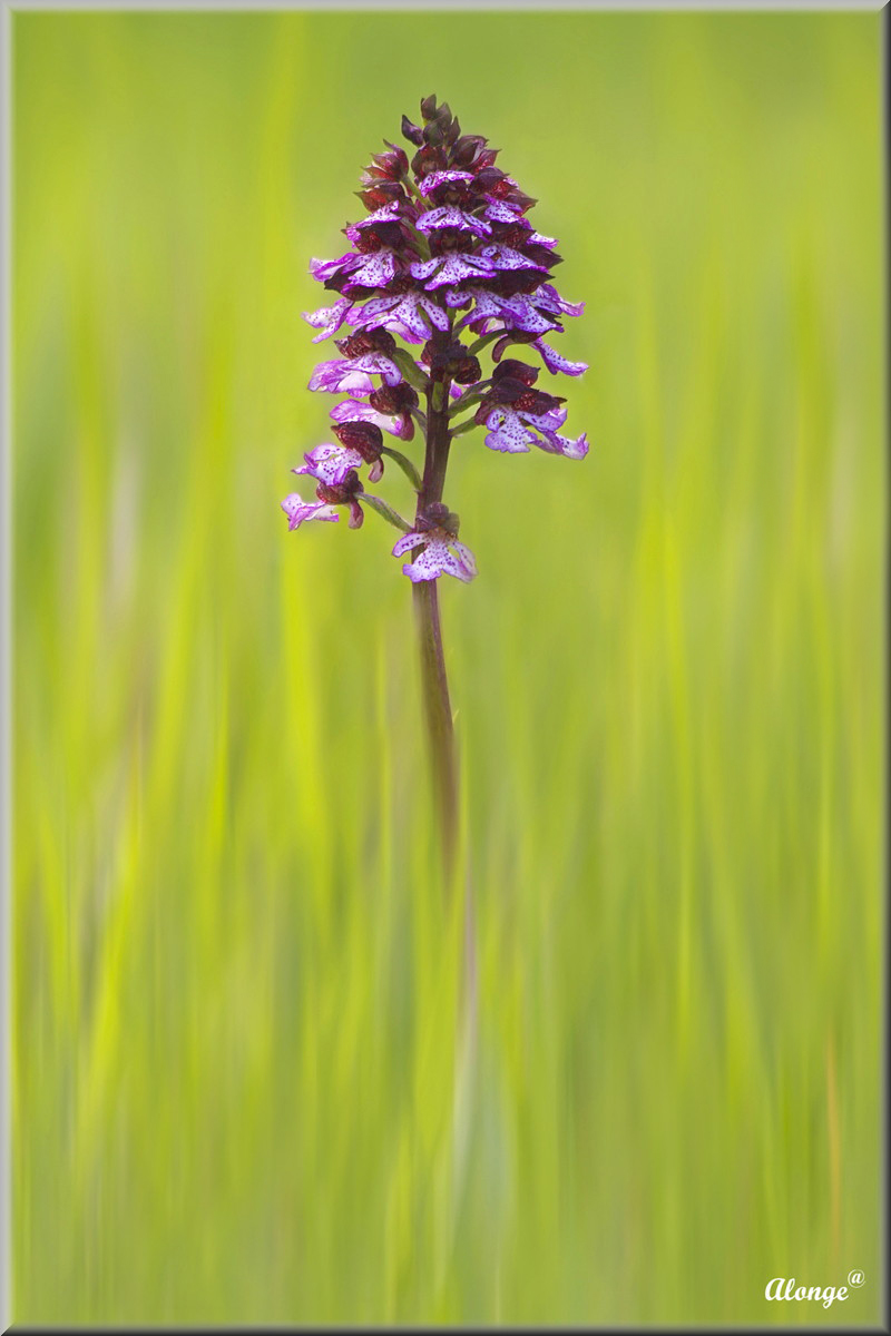 Tra le verdi fiamme della natura