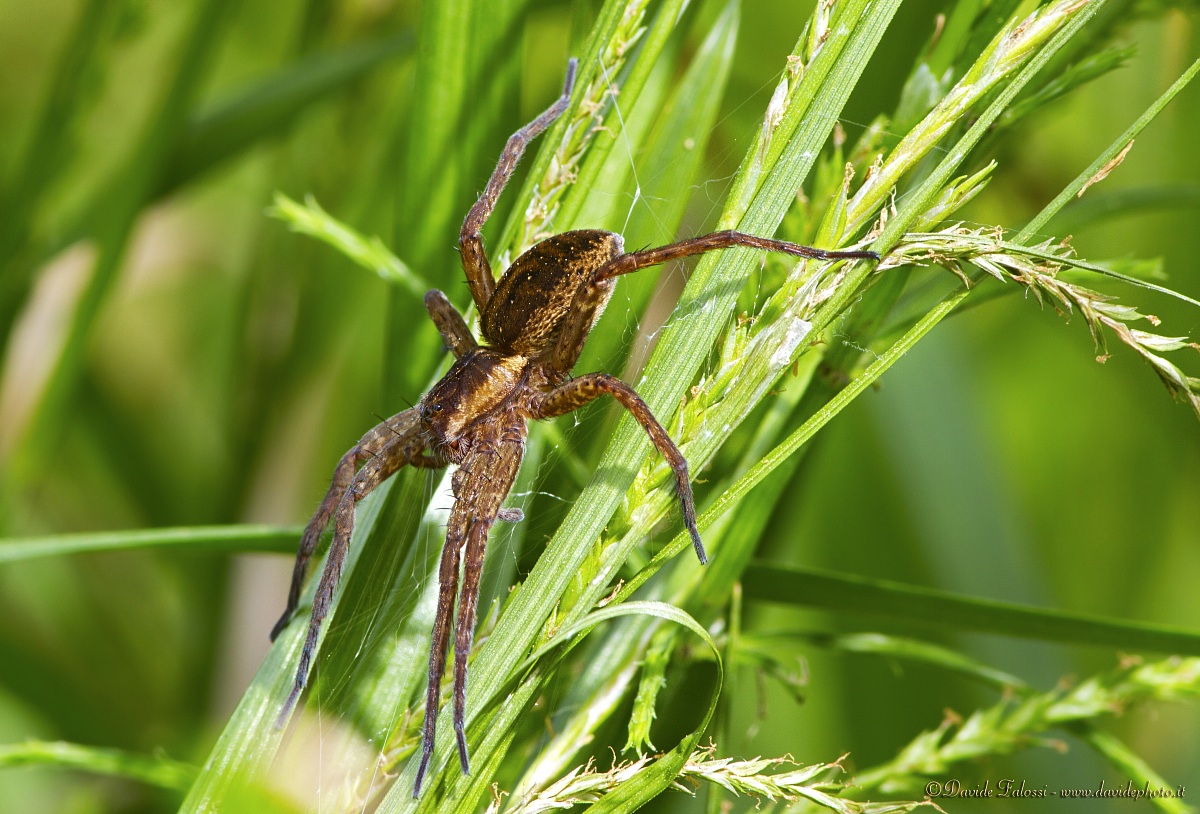Dolomedes