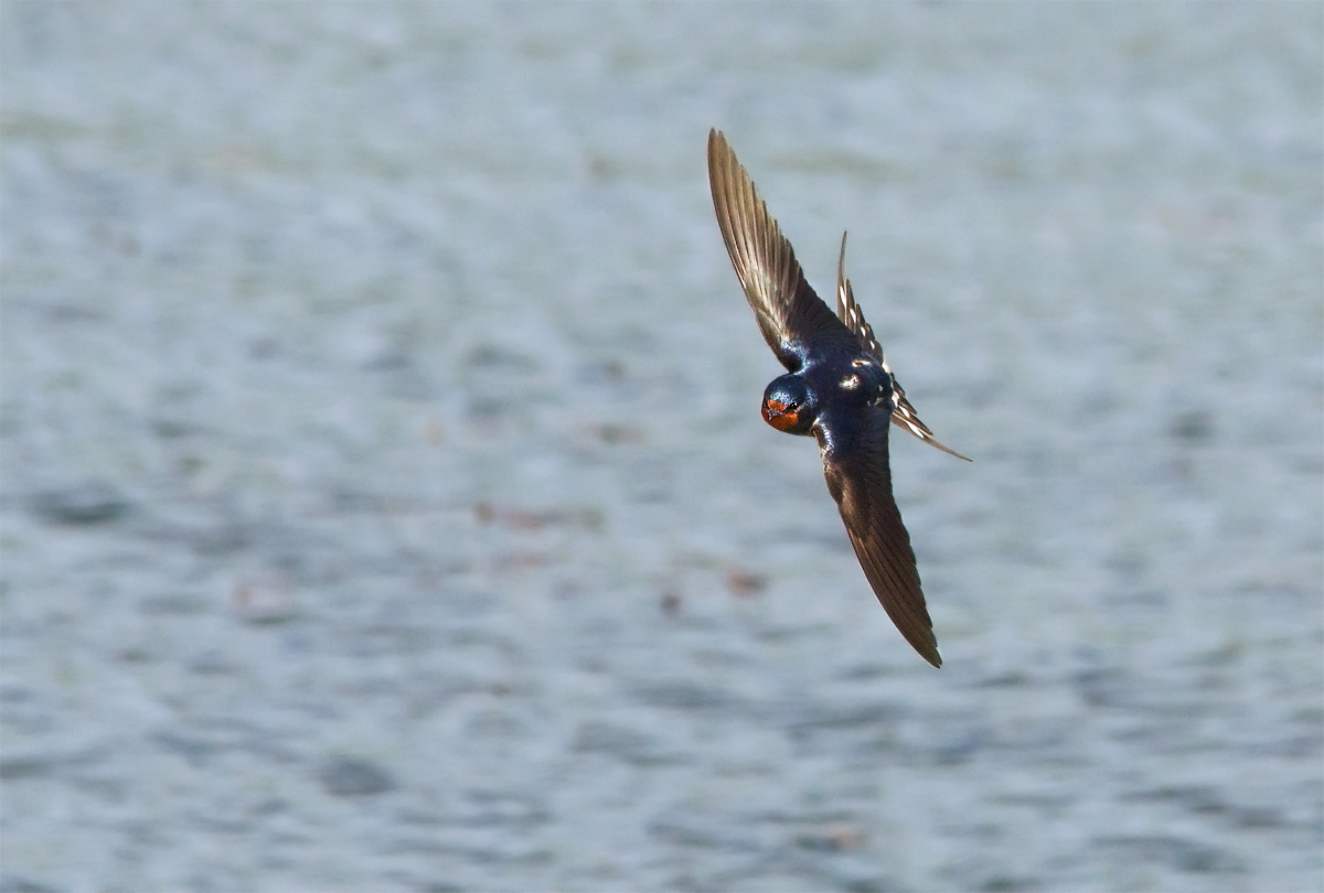 Falco hirundicus, second try