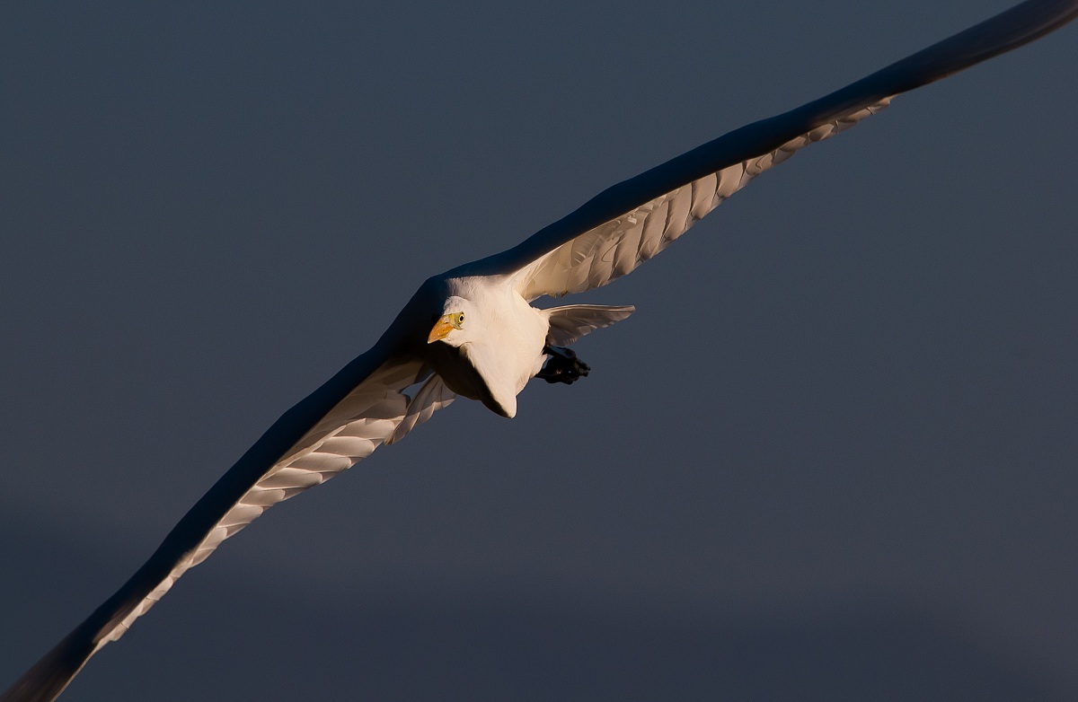 Great Egret