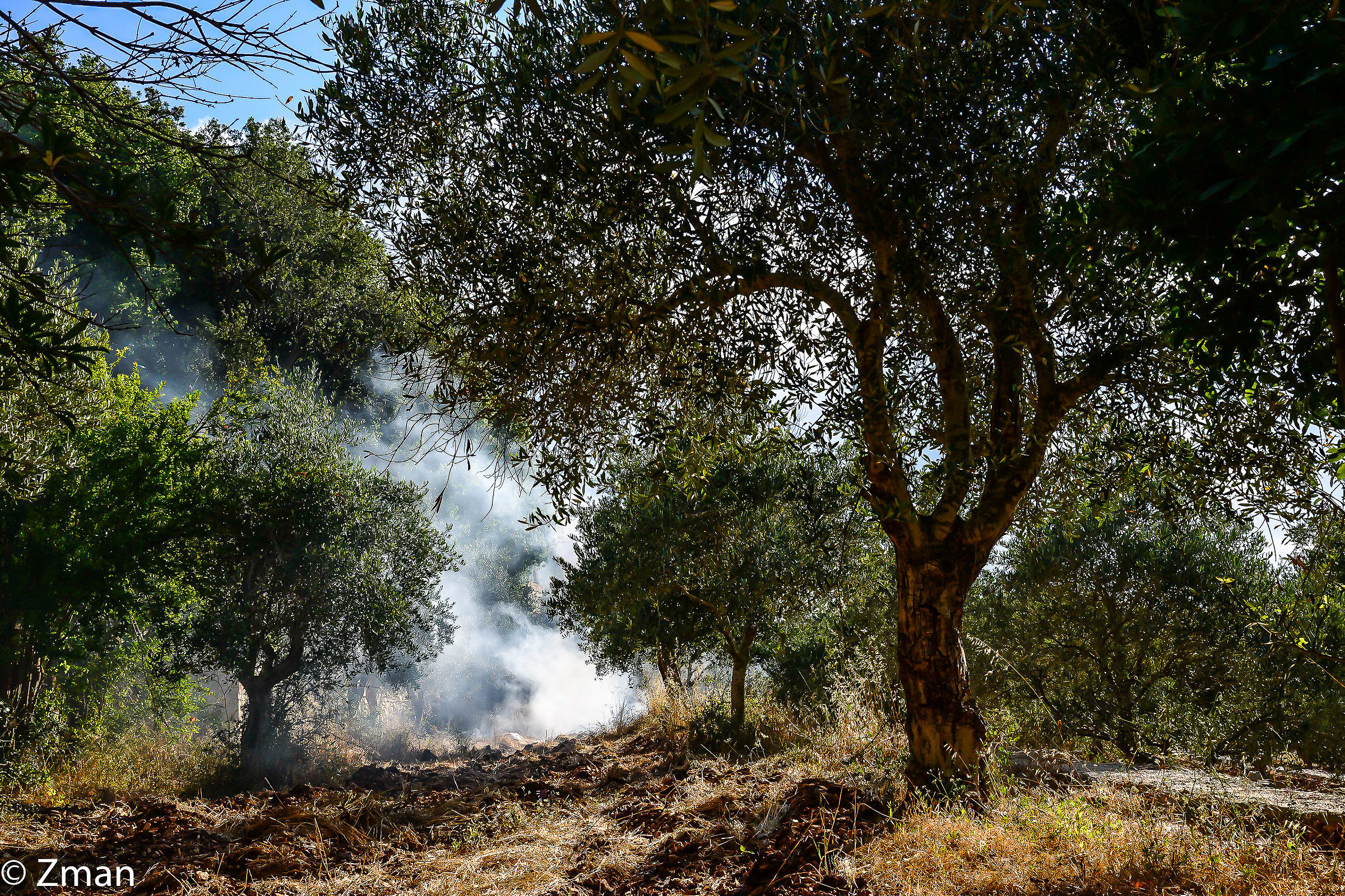 Olive Trees
